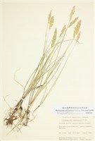 藏品(平原拂子茅)的圖片